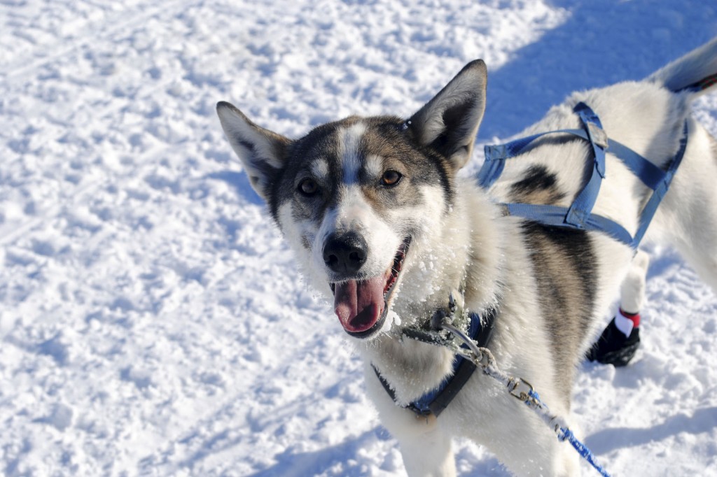Sled Dogs, Juneau Ice Field, Alaska, John Hyde